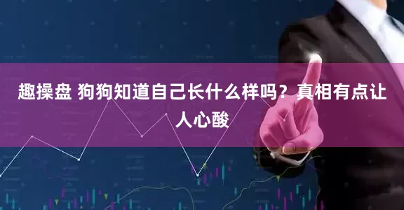 趣操盘 狗狗知道自己长什么样吗？真相有点让人心酸